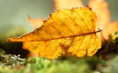 干燥的秋天喝什么养生粥与运动来预防秋燥？