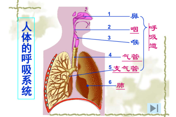 <b>疾病大全之呼吸系统感染简介</b>