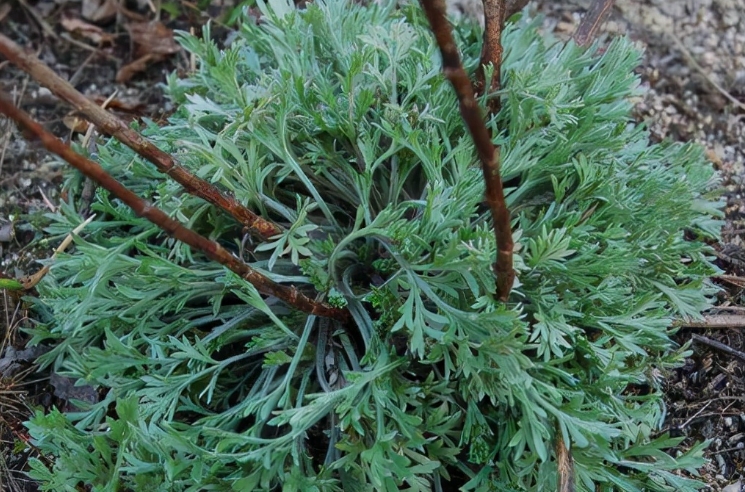 揭秘茵陈：夏季养生的神奇植物及其使用注意事项